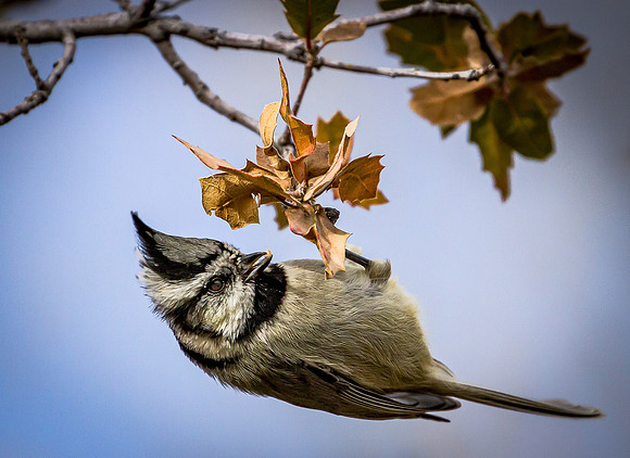 Bridled Titmouse Feeding (Arizona)