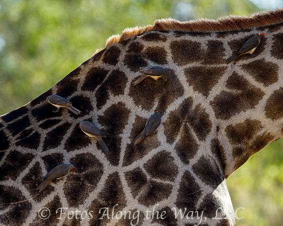 Southern Giraffe Hosting Oxpeckers (Botswana)