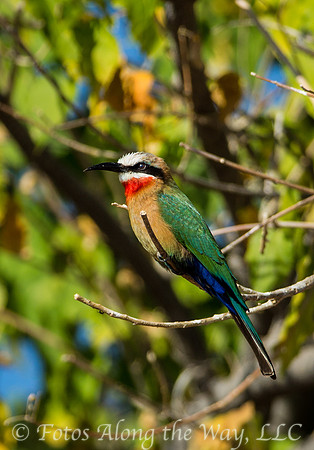 White-fronted Bee-eater (Botswana)