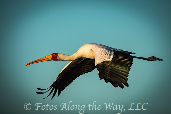 Yellow-billed Stork in Flight (Botswana)