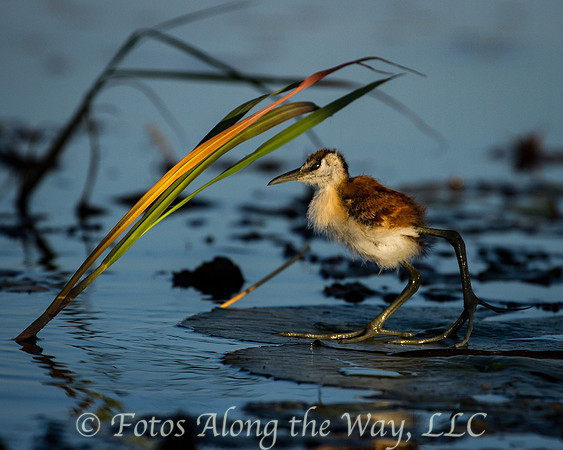 Young African Jacana (Botswana)