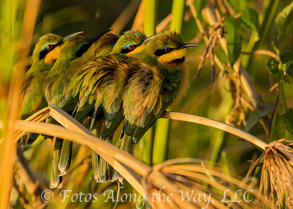 Little Bee-Eaters (Botswana)