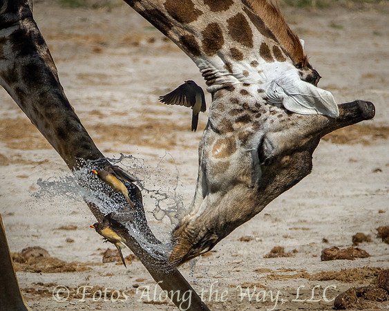 Southern Giraffe Splashing Oxpeckers (Botswana)