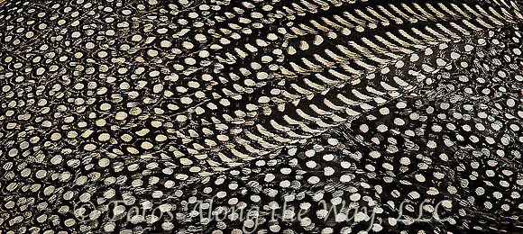 Guineafowl Feathers (Botswana)