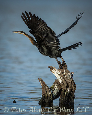 African Darter Taking Off (Botswana)
