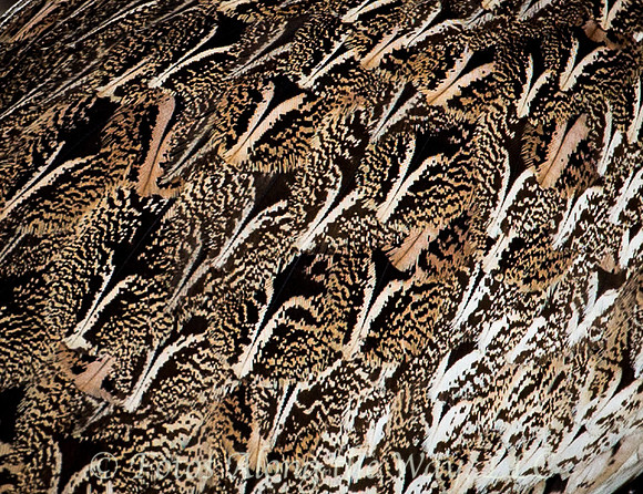 Crested Bustard Feathers (Botswana)