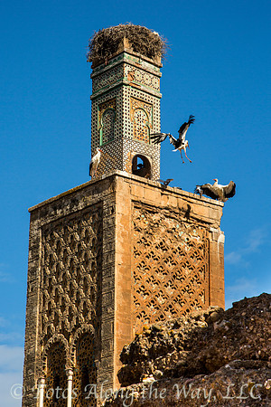 Storks at Chellah Ruins (Morocco)