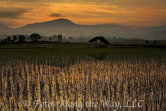Rice Paddy at Sunrise (Myanmar)