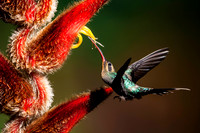 Hummingbirds