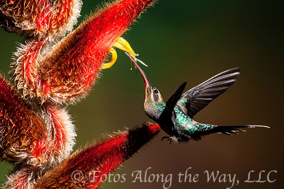 Green Hermit Hummingbird (Costa Rica)