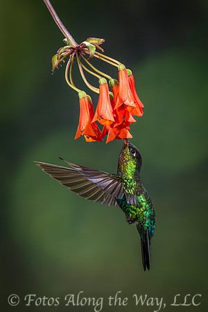 Black-bellied Hummingbird (Costa Rica)