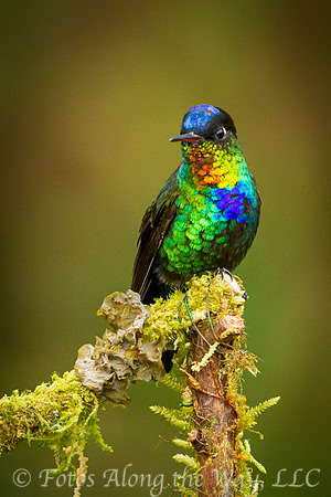 Fiery-throated Hummingbird (Costa Rica)