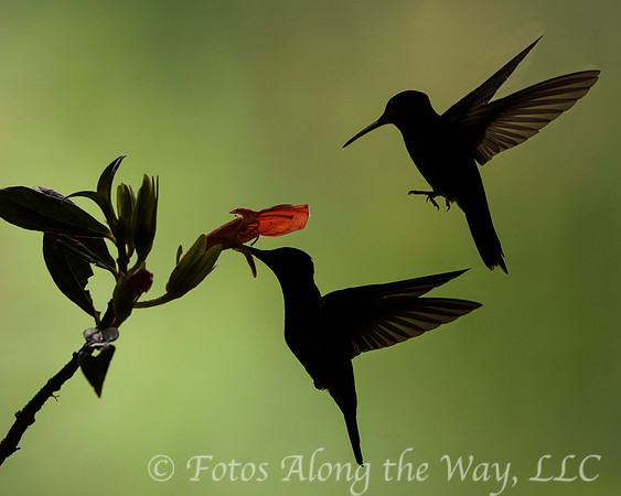 Hummingbird Duo Silhouette (Costa Rica)