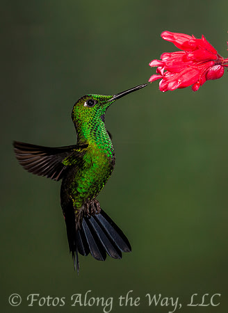 Green-crowned Brilliant Hummingbird (Costa Rica)