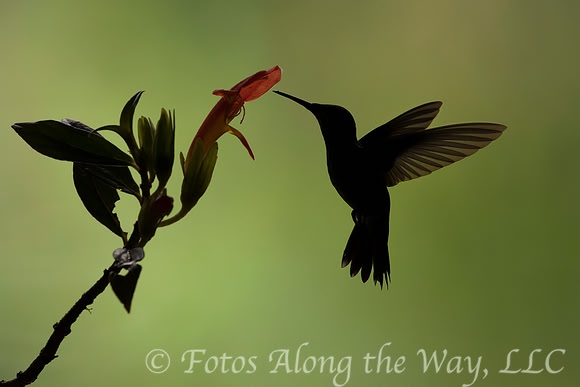 Hummingbird Silhouette (Costa Rica)