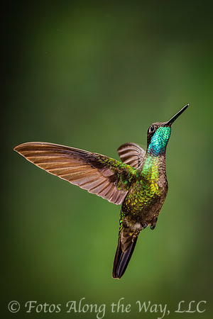 Magnificent Hummingbird (Costa Rica)
