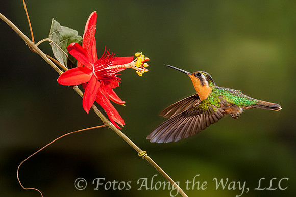 Mountain Gem Hummingbird (Costa Rica)