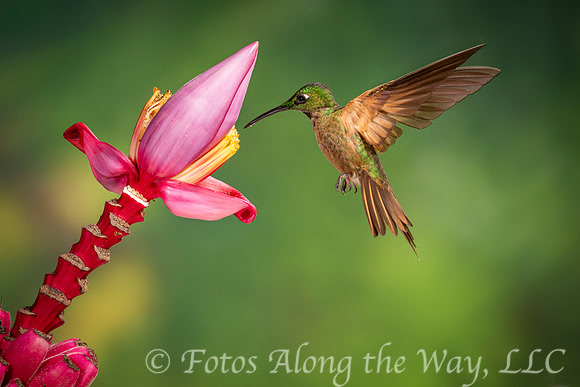Rufous-tailed Hummingbird (Ecuador)