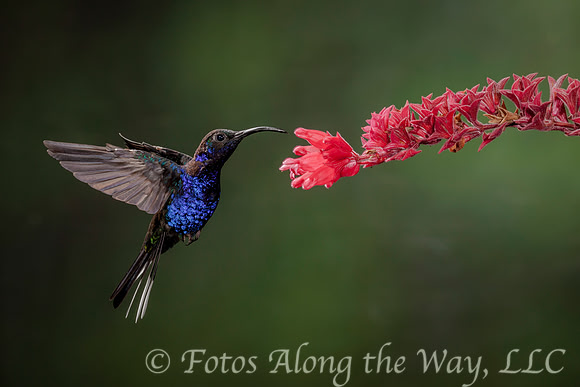 Violet Sabrewing and Red Flower (Costa Rica)