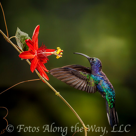 Violet Sabrewing and Red Passion Flower (Costa Rica)