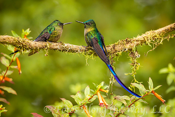 Violet-tailed Sylph Couple (Ecuador)