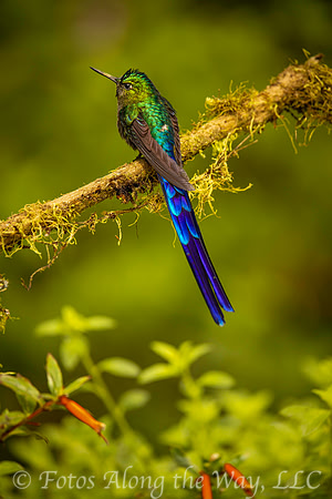 Violet-tailed Sylph (Ecuador)