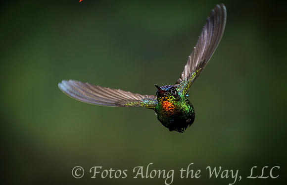 Fiery-throated Hummingbird in Flight (Costa Rica)