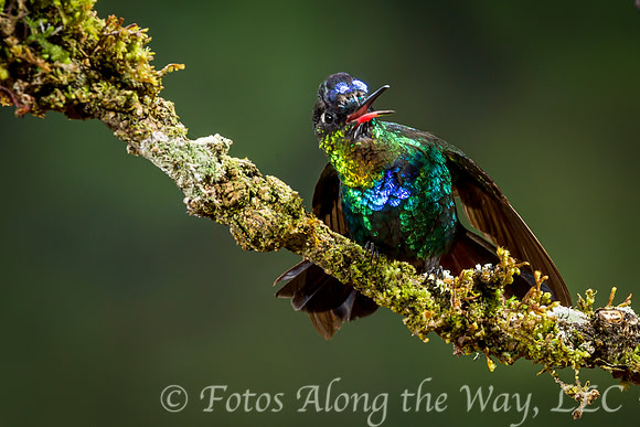 Fiery-throated hummingbird with Open Bill (Costa Rica)
