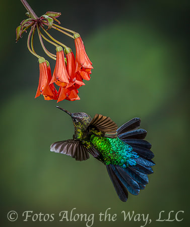 Hummingird with Tail Spread (Costa Rica)