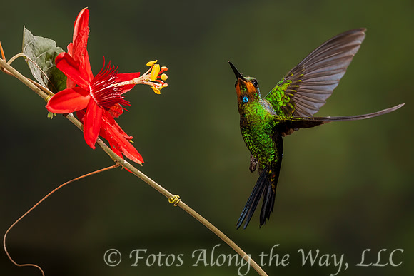 Brilliant Hummingbird Hovering (Costa Rica)