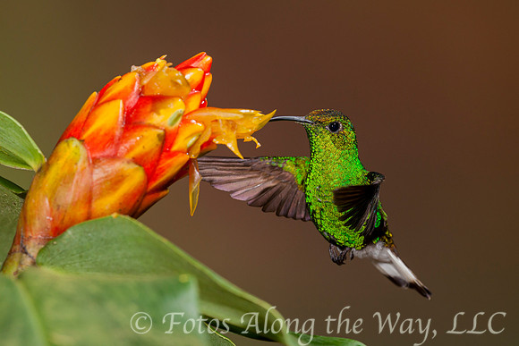 Coppery-headed Emerald Hummingbird (Costa Rica)
