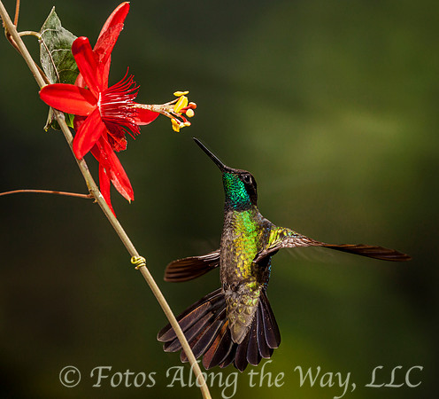 Magnificent Hummingbird Hovering (Costa Rica)