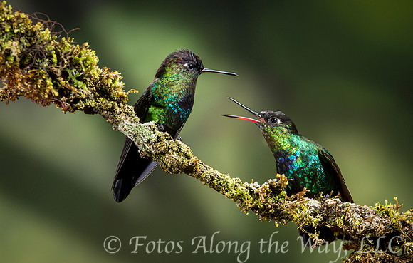 Hummingbird Pair Chatting (Costa Rica)