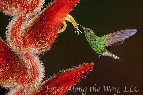 White-tailed Emerald Hummingbird (Costa Rica)