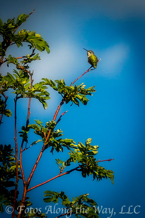 Anna's Hummingbird on Branch (Arizona)