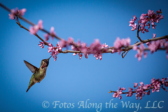 Black-chinned Hummingbird in Spring (Arizona)
