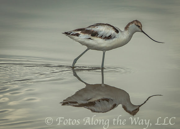 Pied Avocet Wading (Kenya)