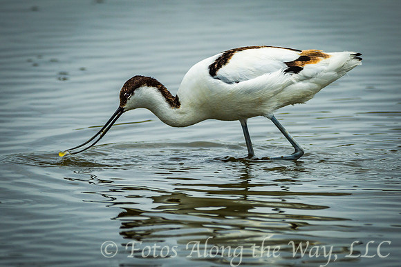 Pied Avocet Feeding (Kenya)
