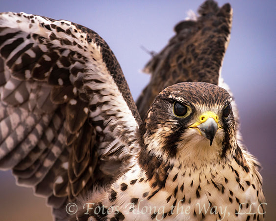 Prairie Falcon Taking Off (Captive, New Mexico)