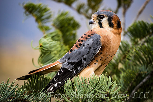 American Kestrel (Captive, New Mexico)