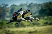 Favorite  Fowl