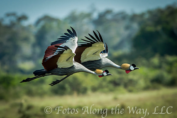 Gray-crowned Cranes in Flight (Kenya)