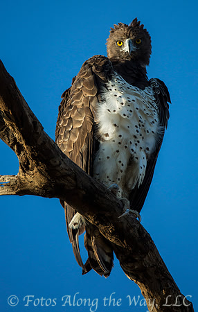Martial Eagle Portrait (Kenya)