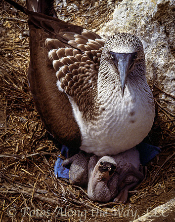 Blue-footed Booby with Chick (Galapagos)