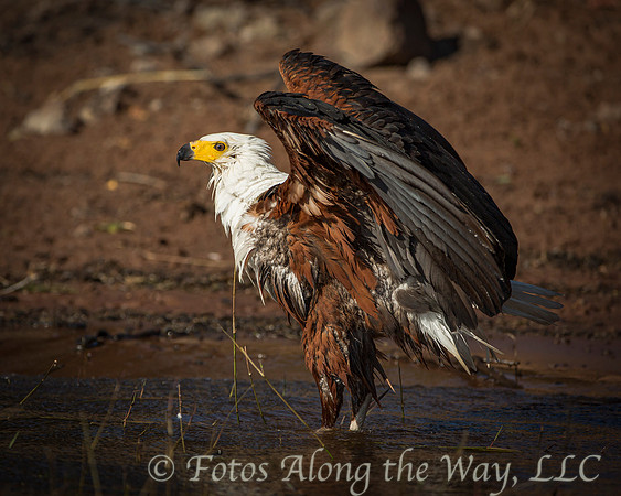 African Fish Eagle Bathing (Botswana)
