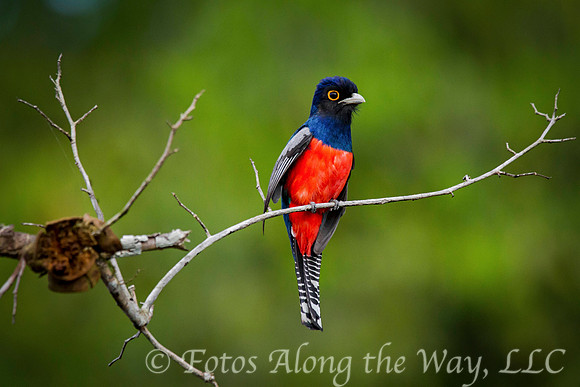 Blue-crowned Trogon (Amazonia, Brazil)