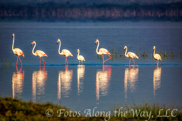 Row of Flamingos (Kenya)