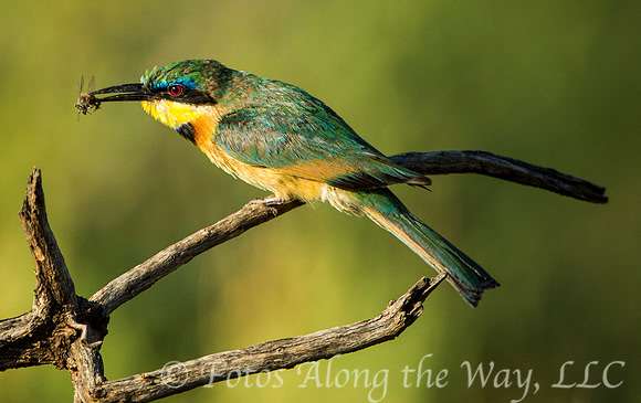 Little Bee-eater with Bee (Kenya)