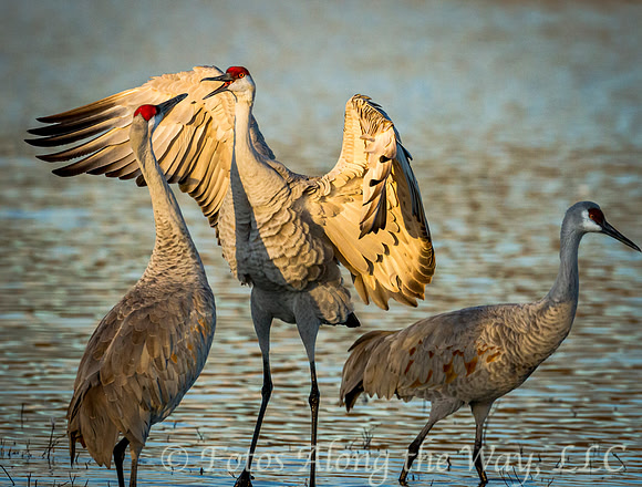 Sandhill Cranes Chatting (New Mexico)