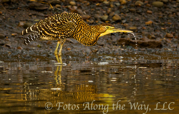 Tiger Heron Drinking (Costa Rica)